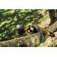 DEWALT გრძელი ჯაჭვური ხერხი ელემენტზე-DCMPS567P1-QW